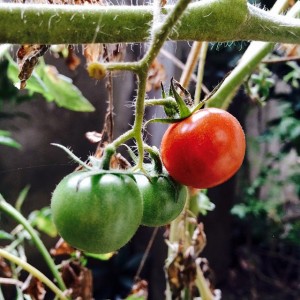 Cherry tomatoes on bush