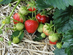 Strawberries - Kids love to eat them straight off the bush